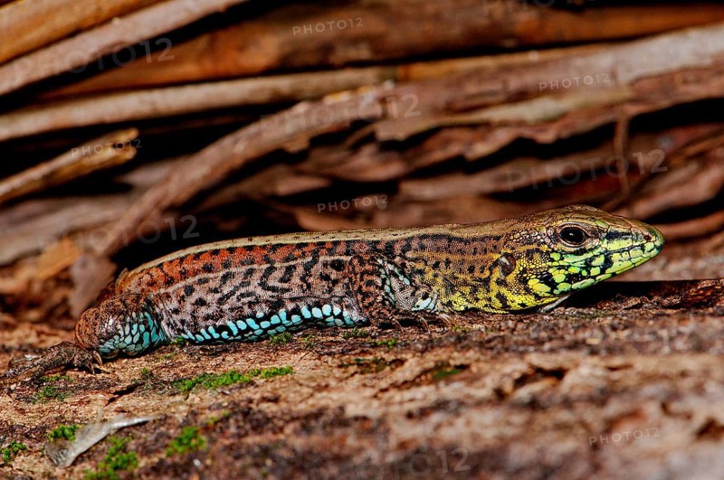 Four-striped lamellae