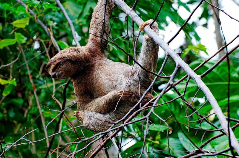 Brown-throated sloth