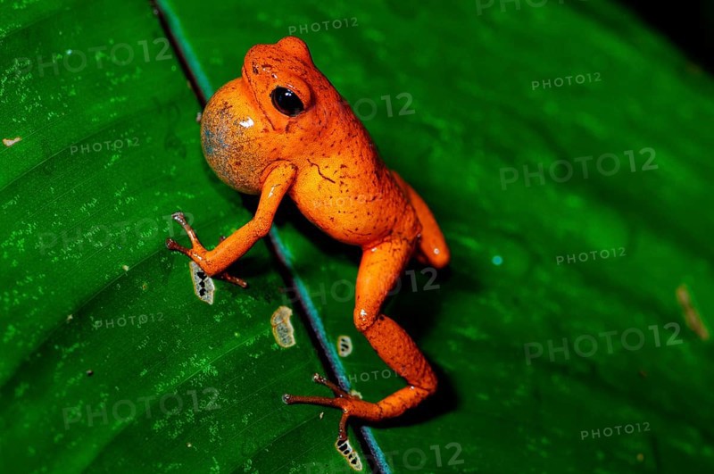Strawberry frogs