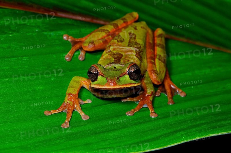Costa Rica Tree Frog