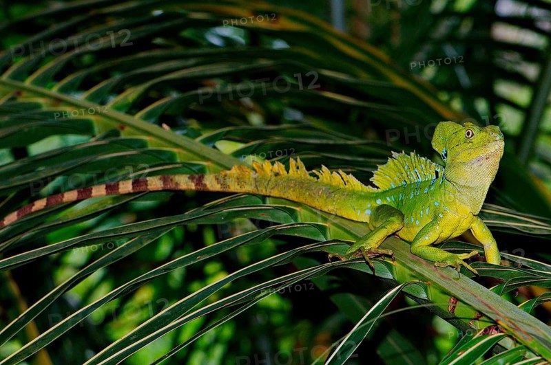Frontal lobe basilisk