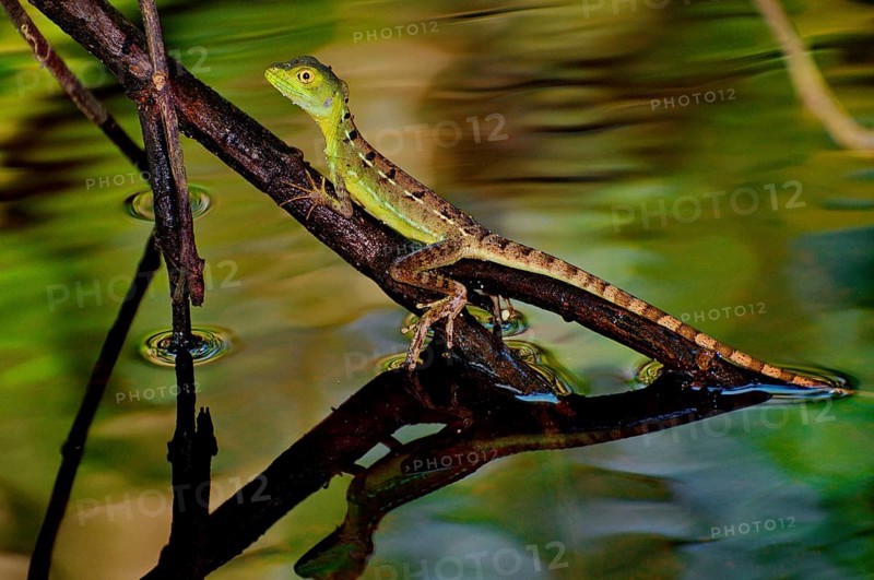 Young frontal lobe basilisk
