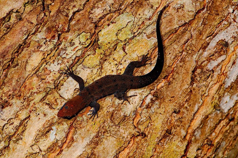 Yellow-headed gecko