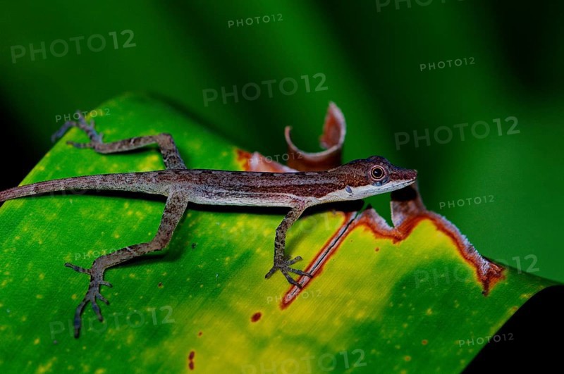 Bachanolis on bromeliad