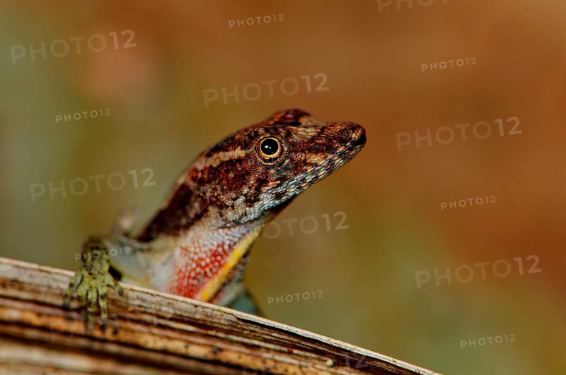 Pug Nose Anolis