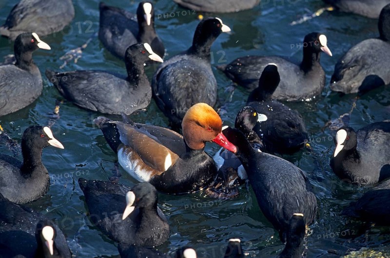Red-crested Pochard