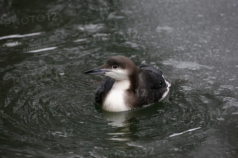Black-throated diver