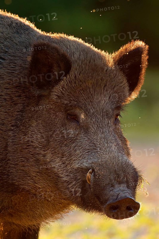 Wild boar