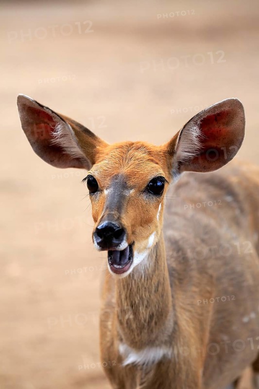 Bushbuck