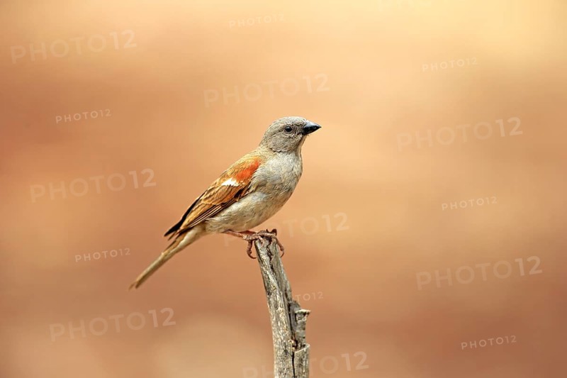 Grey-Headed Sparrow