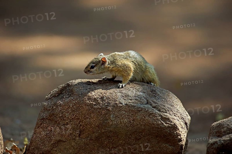 Tree Squirrel