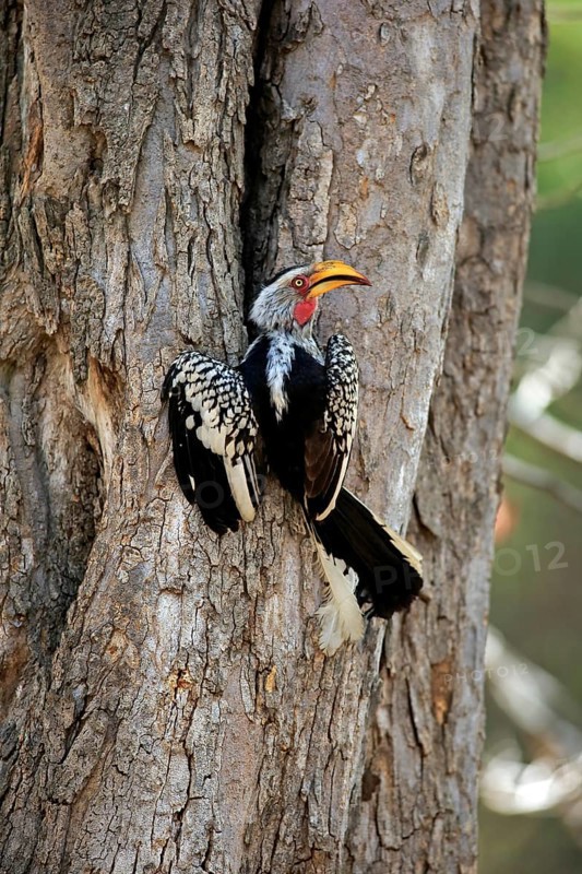 Yellowbilled Hornbill