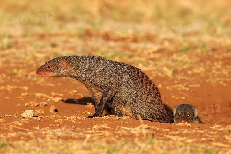 Banded mongoose