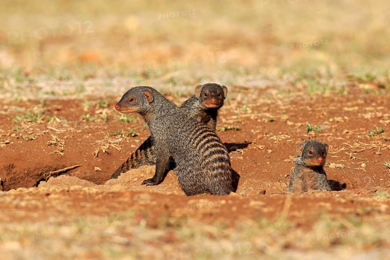 Banded mongoose