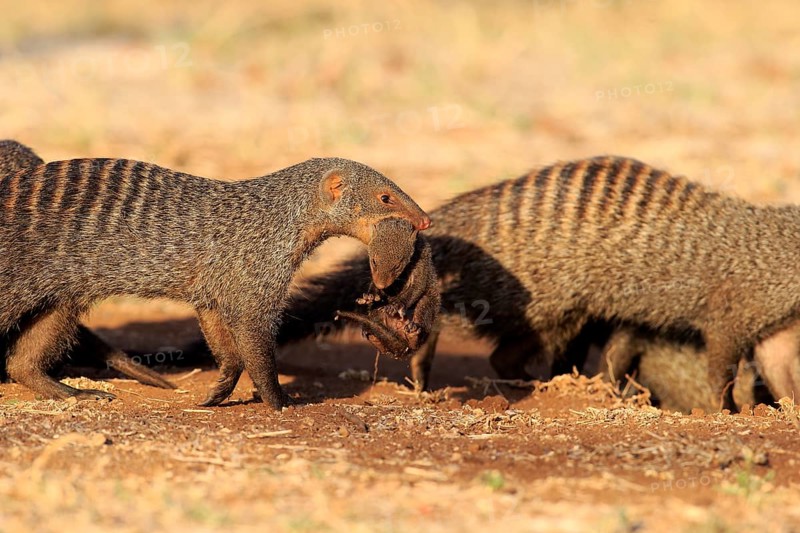 Banded mongoose
