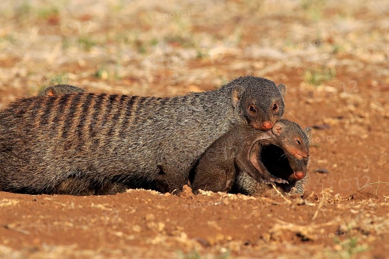 Banded mongoose