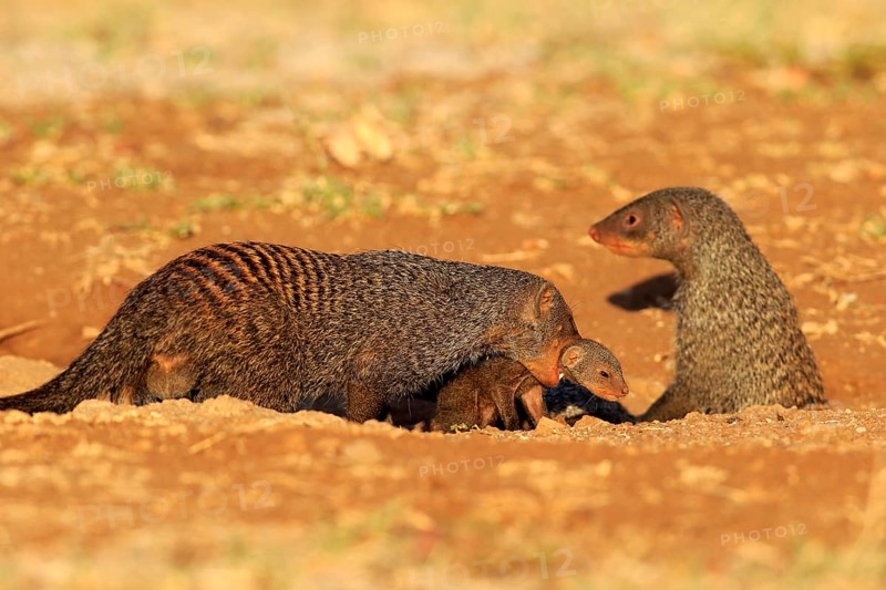 Banded mongoose