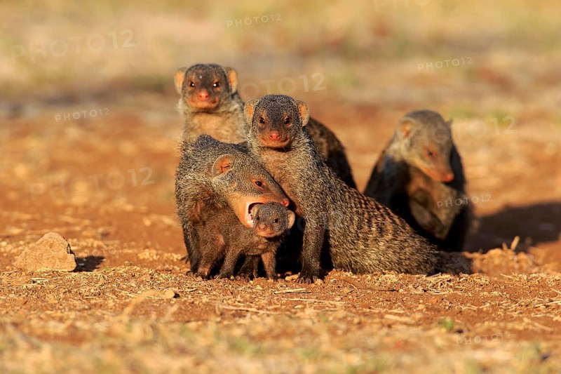Banded mongoose