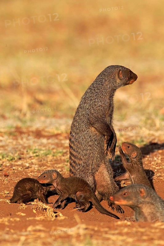 Banded mongoose