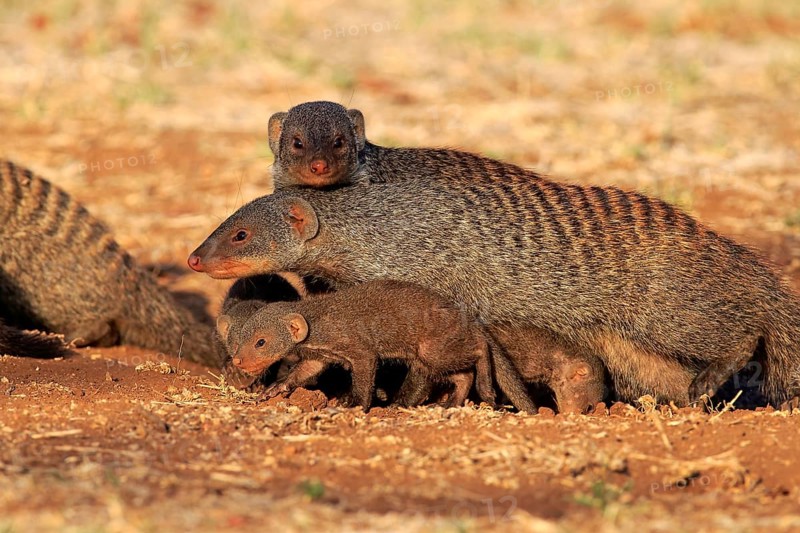 Banded mongoose