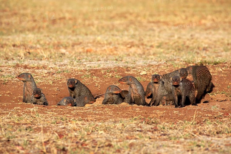 Banded mongoose