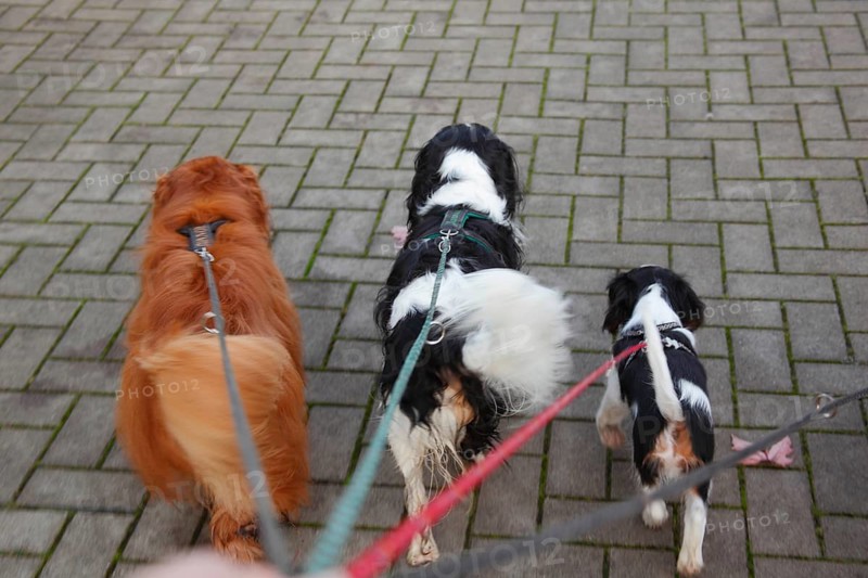Cavalier King Charles Spaniel with puppy