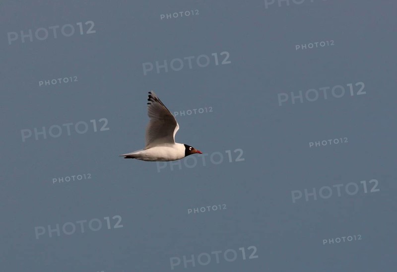 Relict gull