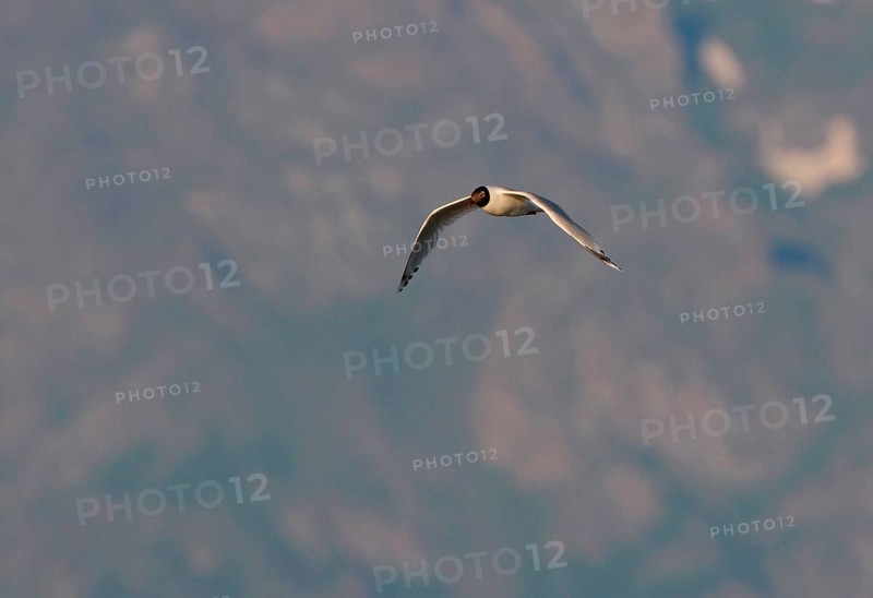 Relict Gull