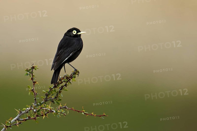 Adult male spectacled tyrant