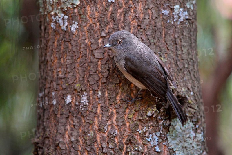 Abyssinian Slaty Flycatcher