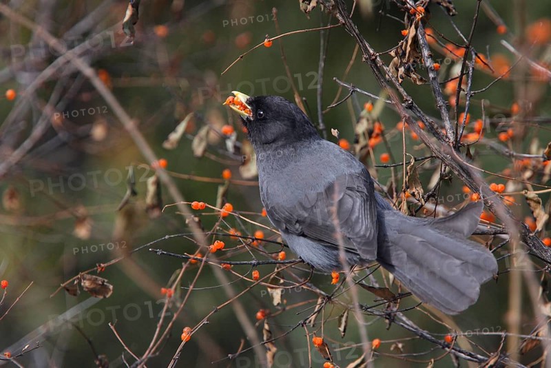 Sichuan Jay
