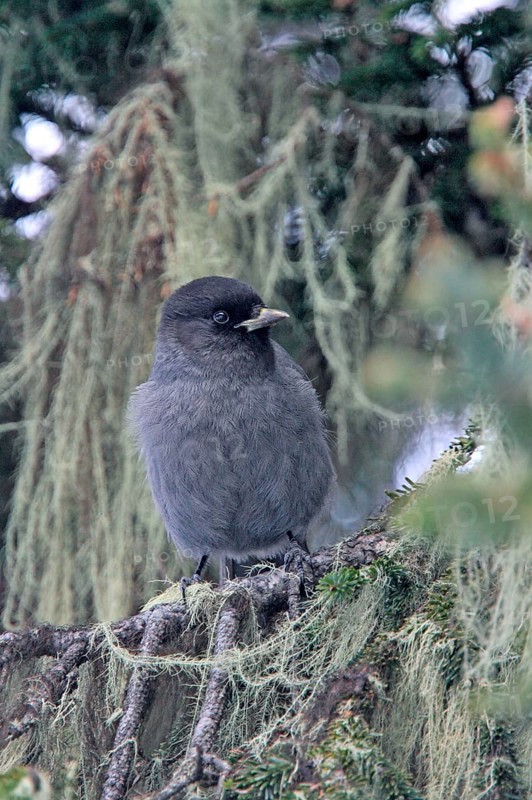 Sichuan Jay