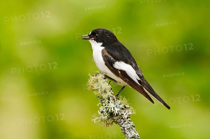 European pied flycatcher