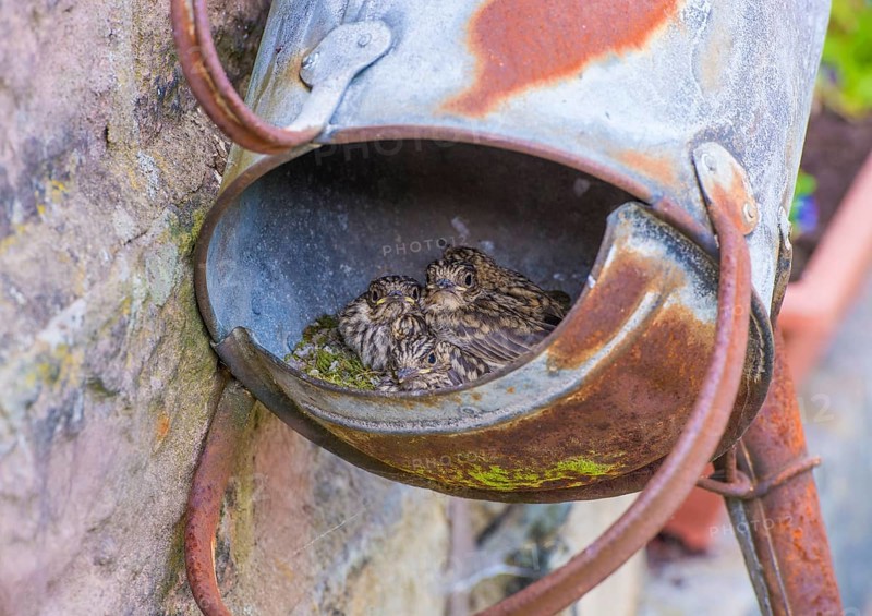 Spotted flycatcher