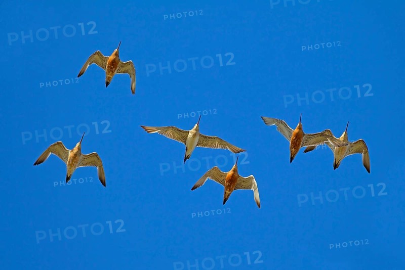 Bar-tailed Godwit