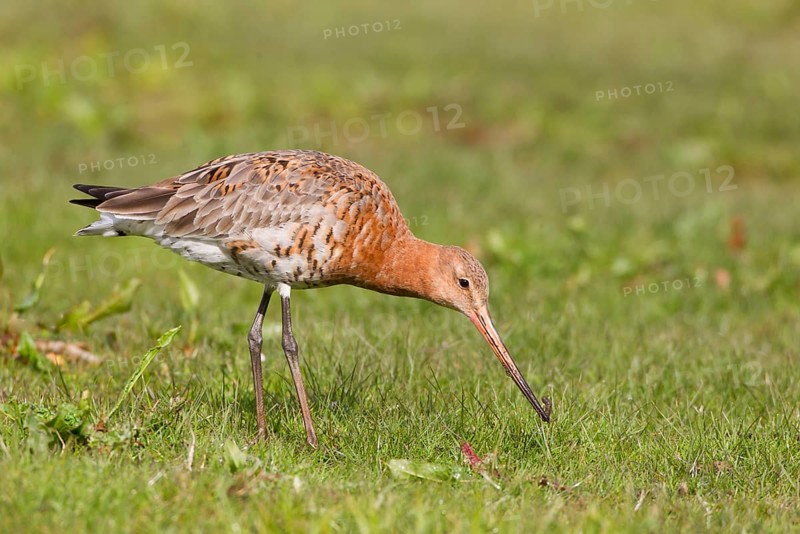 Black-tailed Godwit