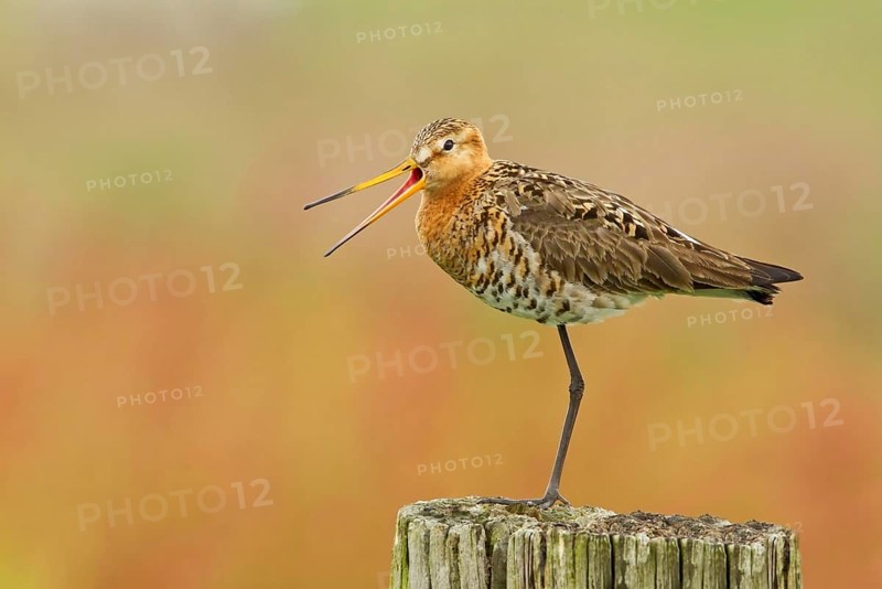 Black-tailed godwit