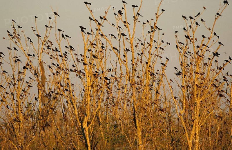 Great-tailed grackle