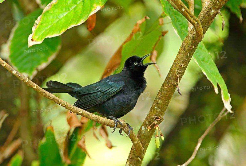Carib Grackle