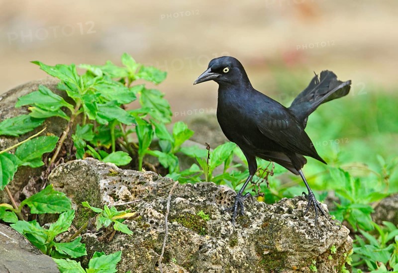 Greater Antillean Grackle