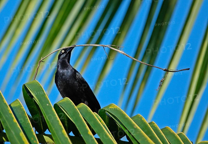 Greater Antillean Grackle