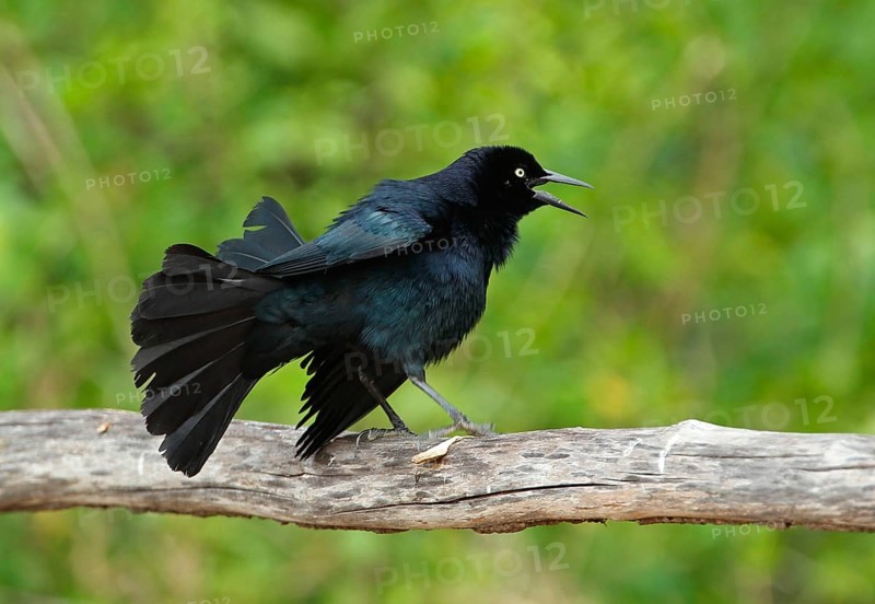 Greater Antillean Grackle