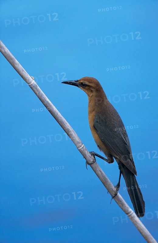 Great-tailed grackle