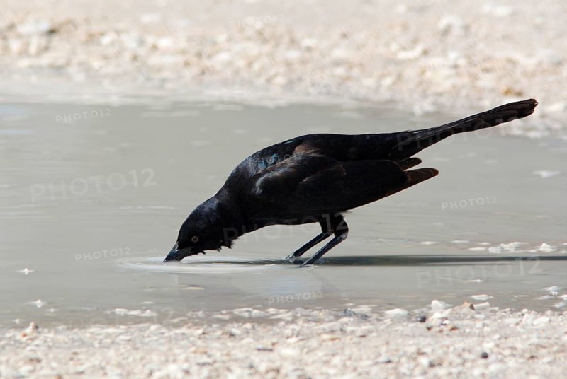 Boat-tailed Grackle