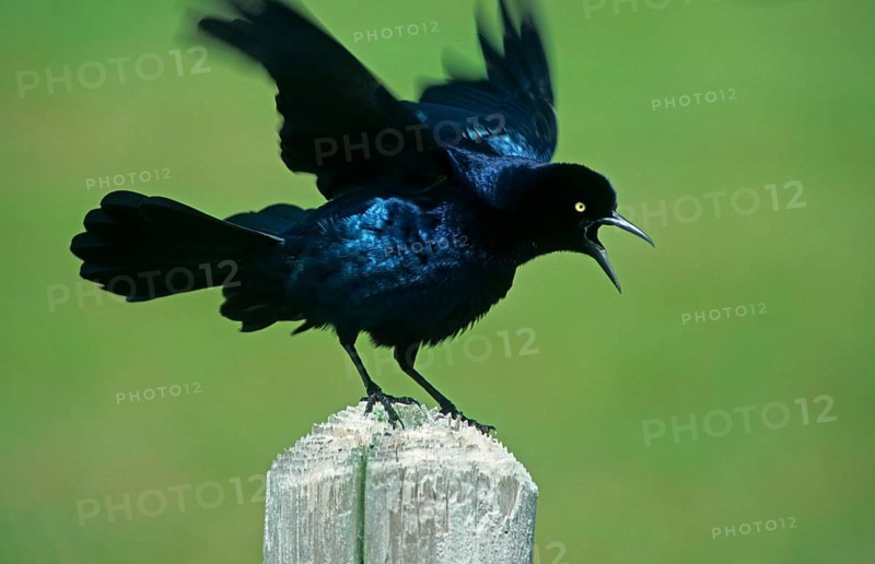 Common Grackle