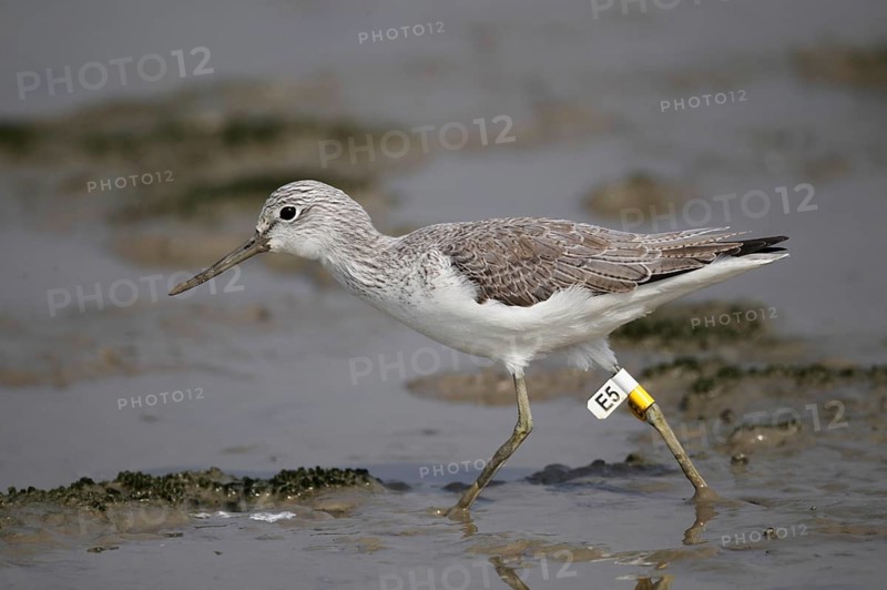 Common greenshank