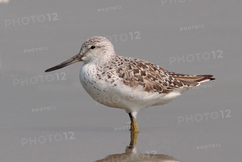Nordmann's greenshank