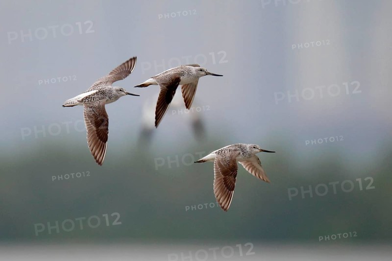 Nordmann's greenshank