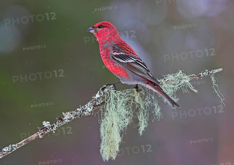 Pine grosbeak
