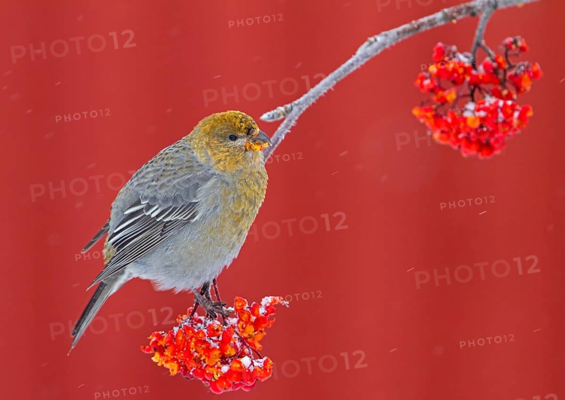 Pine grosbeak